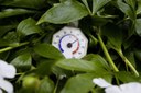 Jette lanceert zijn klimaatplan Jette lanceert zijn klimaatplan